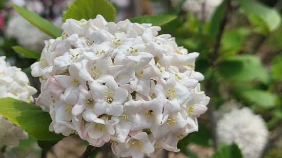 분꽃나무 : 인동과의 낙엽관목으로 분화목이라고도 한다. 높이는 2m 정도로 자라고꽃은 4~5월에 잎과 동시에 피는데 연한 홍색을 띠며 향기가 있다. 주로 관상용으로심는다. 꽃말은 결합이다.