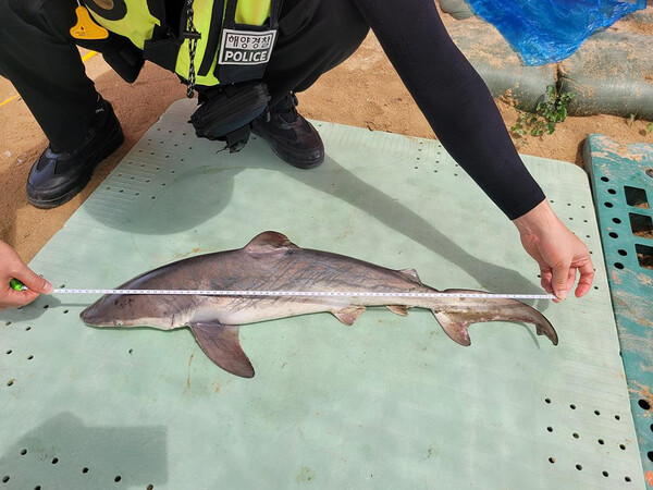 인천 하나개해수욕장서 죽은 채 발견된 상어. [사진=인천해양경찰서]