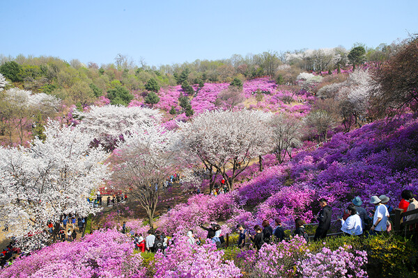 진달래동산에 만개한 봄꽃 사이로 시민들이 줄지어 거닐고 있다.[사진=부천시]